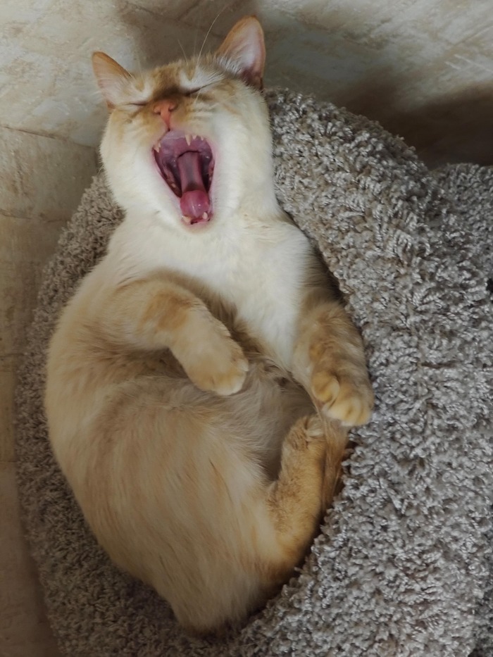    &quot;,   ,   &quot;