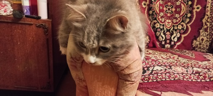 А ещё вот Маня, это дама просто Тихоня, Флегматик, Соня, Умиротворение, Покой в мире животных (моей мамы кошка)