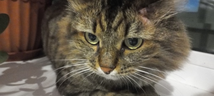 Эту вот красоту зовут Бэла( тёщина кошка) кстати.... раньше Бэла была злая, а сейчас очень добрая(прям как тёща), шучу тёща моя всегда была золотая)