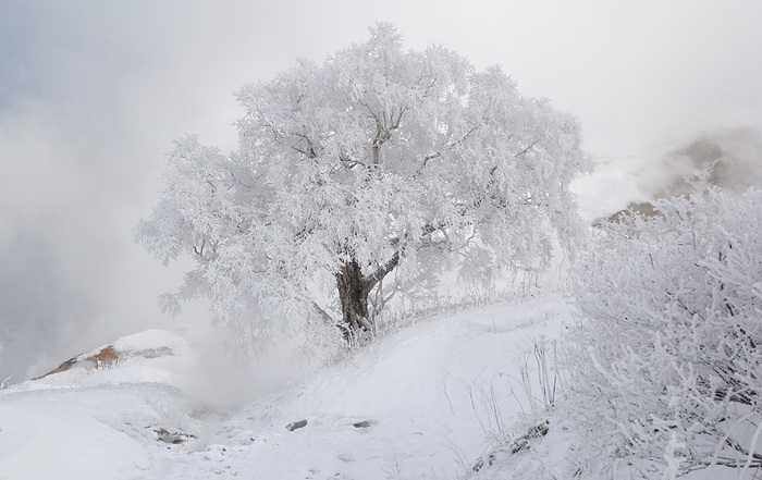    .    <!--noindex--><a href="https://pikabu.ru/story/beryoza_v_doline_geyzerov_13464945?u=http%3A%2F%2Fkronoki.ru&t=kronoki.ru&h=dc69d3000da51a90a28a6f3fbd8742afc64478aa" title="http://kronoki.ru" target="_blank" rel="nofollow noopener">kronoki.ru</a><!--/noindex-->