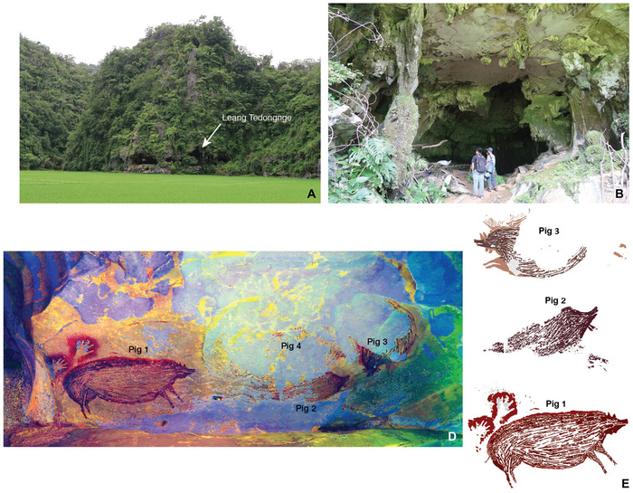               (Sus celebensis).      Science Advances