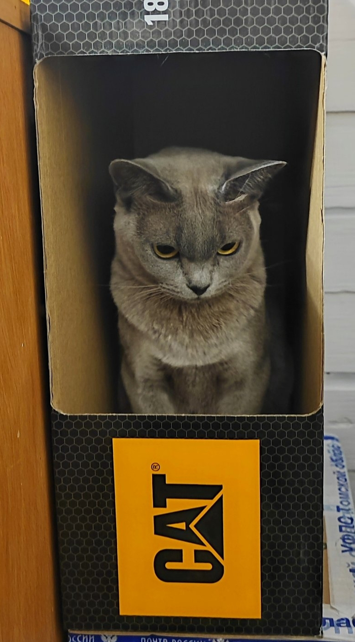    &quot;,   ,   &quot;