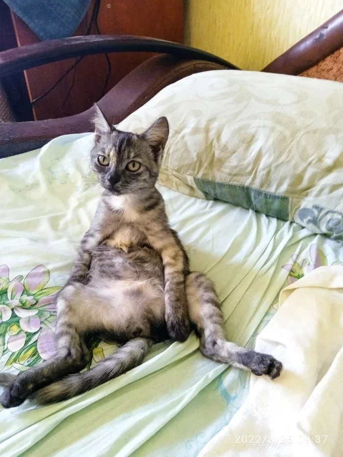    &quot;,   ,   &quot;