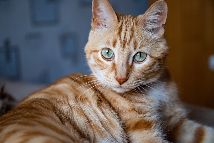 рыжему 13 лет