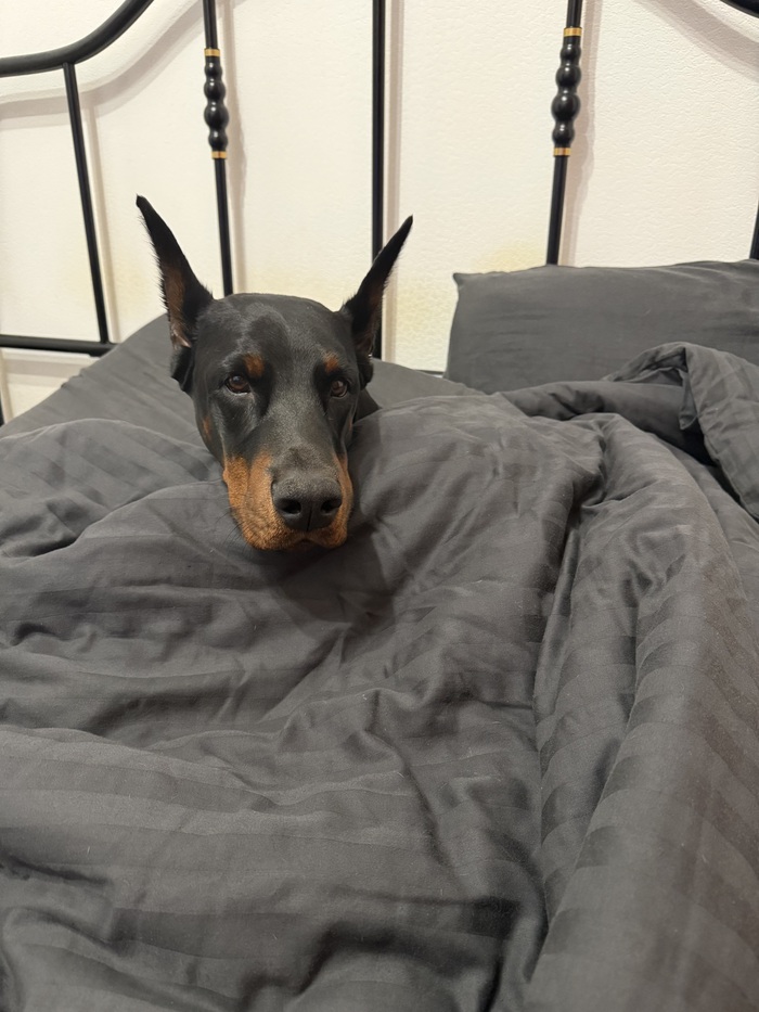 Ответ на пост «"Подтвердите, что вы пикабушник, добавив фото кота"»