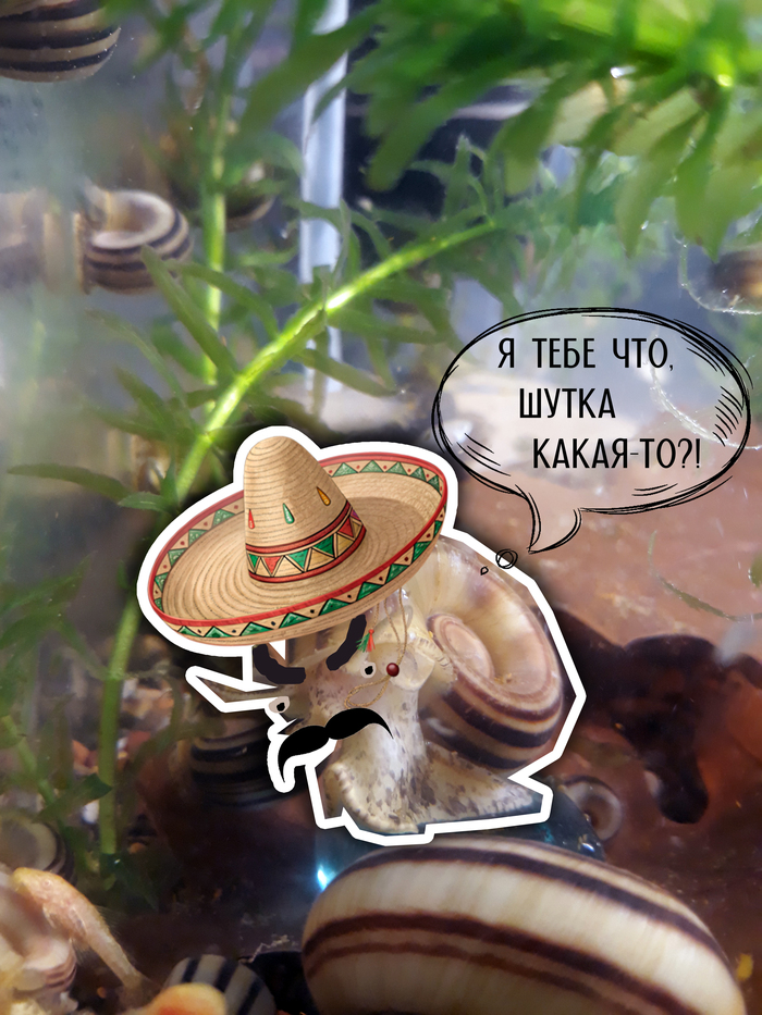 Ещё одно название вида Marisa cornuarietis - мексиканская катушка. Хотя на самом деле она близкий родственник ампулярий и к катушкам отношения не имеет