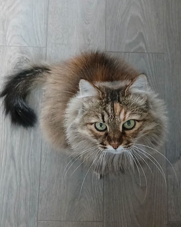    &quot;,   ,   &quot;