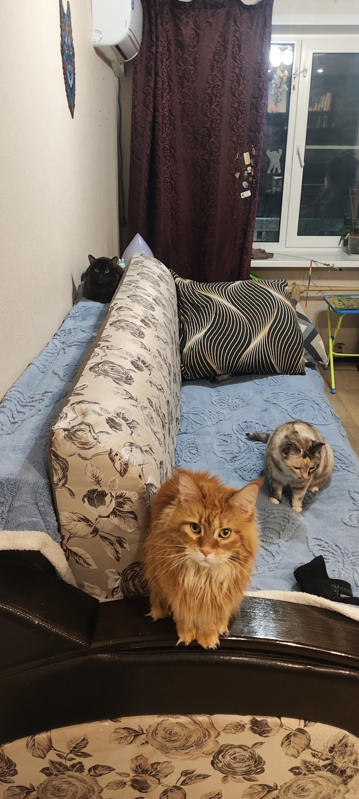 Ответ на пост «"Подтвердите, что вы пикабушник, добавив фото кота"»