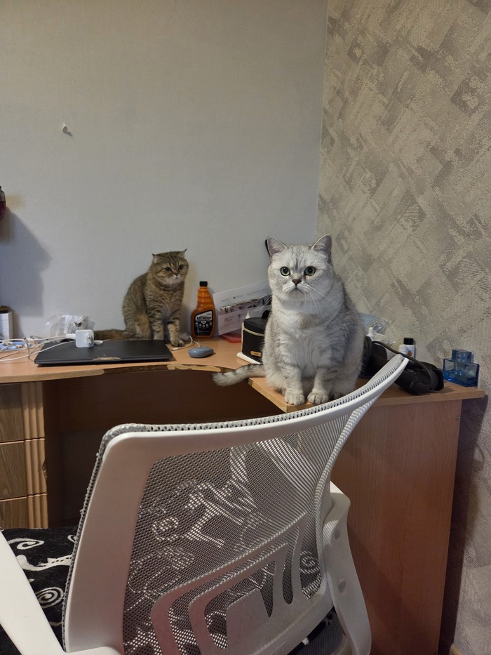    &quot;,   ,   &quot;