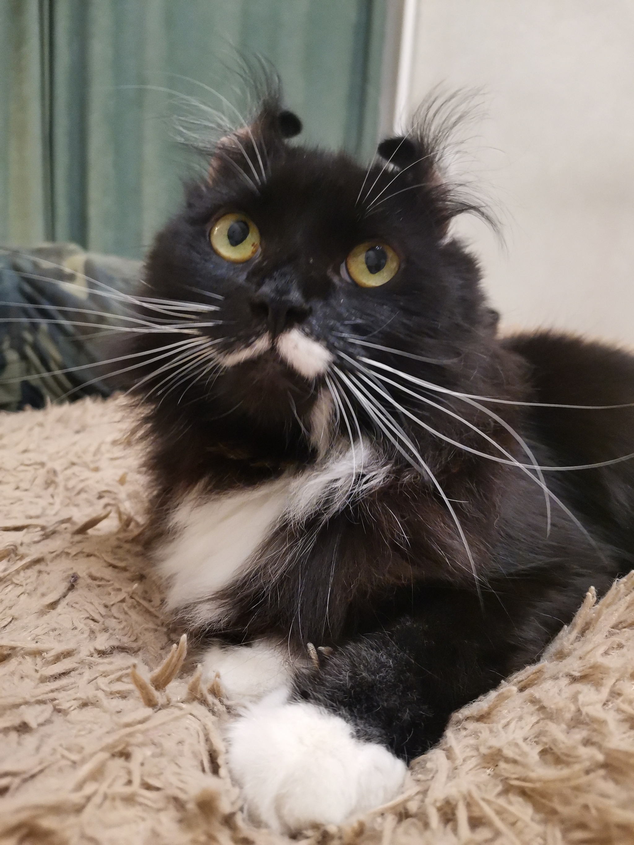 Pikabush's most beloved noble cat - My, cat, A wave of posts, Longpost