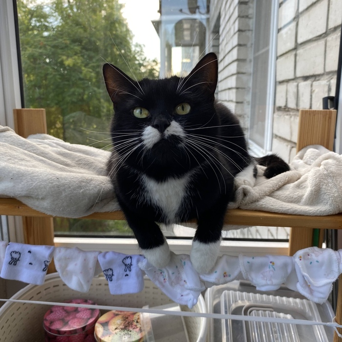 P.S. кошка Василиса