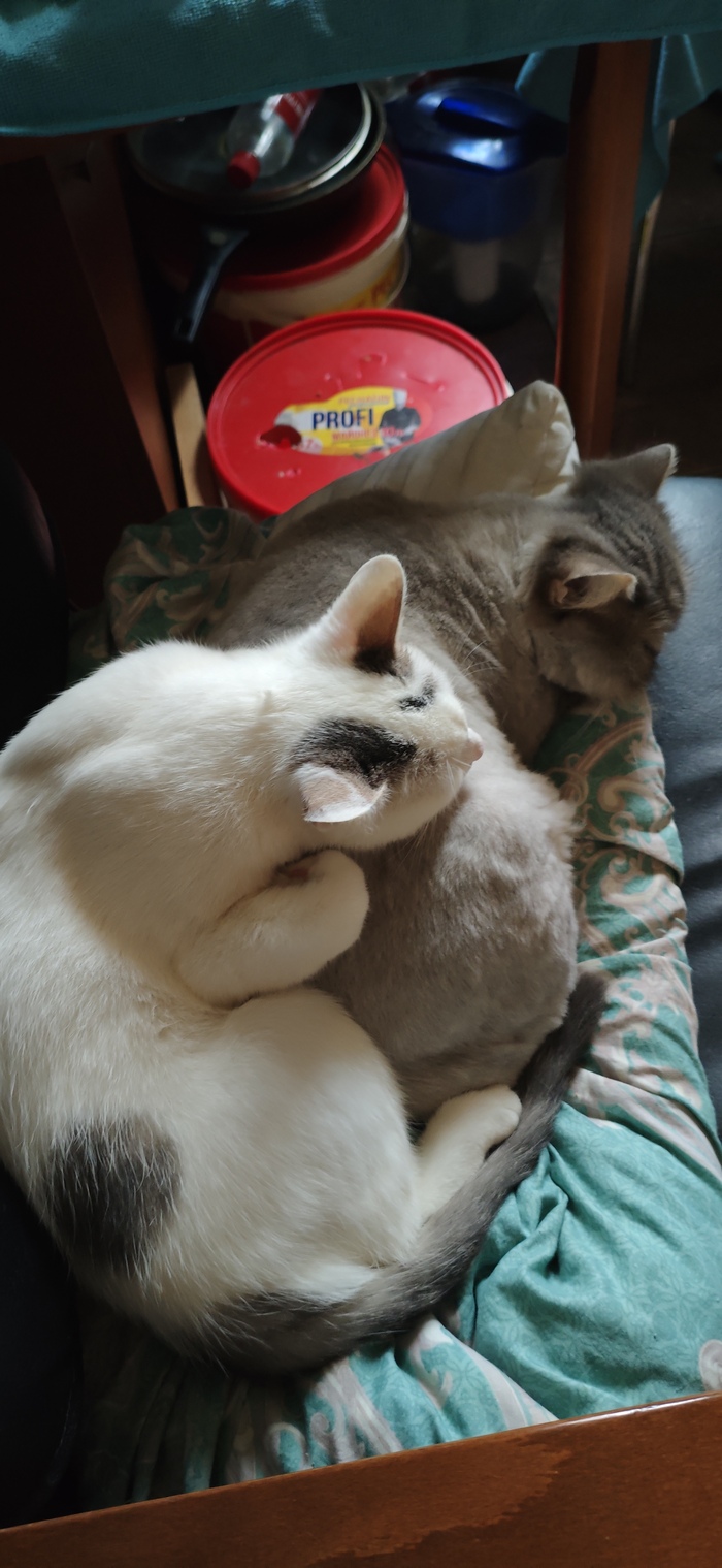 ������ �����