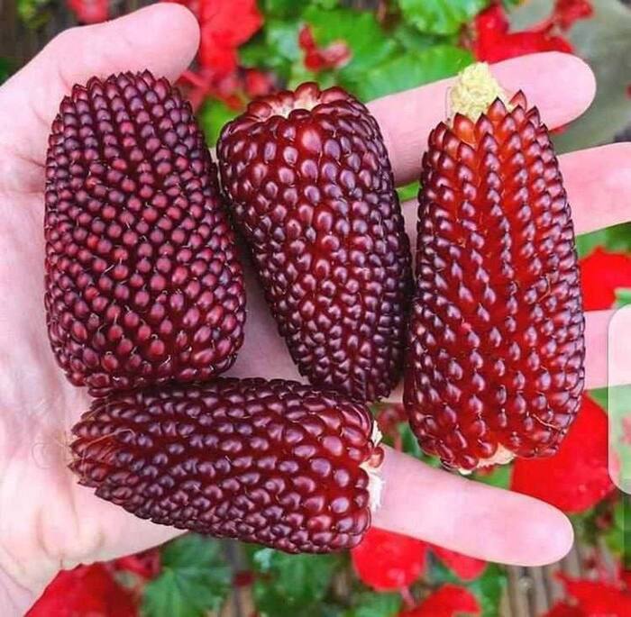 photo by <!--noindex--><a href="https://pikabu.ru/story/pryigayushchie_genyi_i_raznoobrazie_kukuruzyi_13447874?u=http%3A%2F%2Famazon.com&t=amazon.com&h=95d7212ed8b03c0cd20623a16e8825df5e444676" title="http://amazon.com" target="_blank" rel="nofollow noopener">amazon.com</a><!--/noindex-->