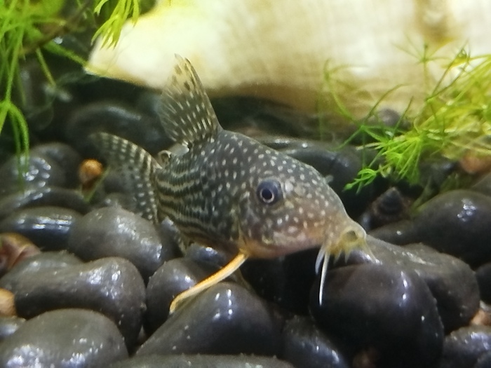    &quot;,   ,   &quot;