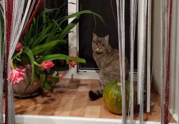    &quot;,   ,   &quot;