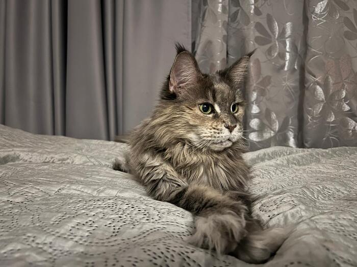    &quot;,   ,   &quot;