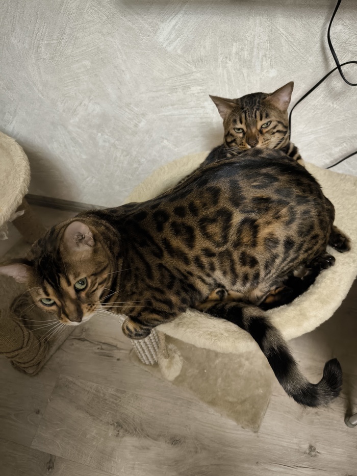 Выдавливание брата из гнезда