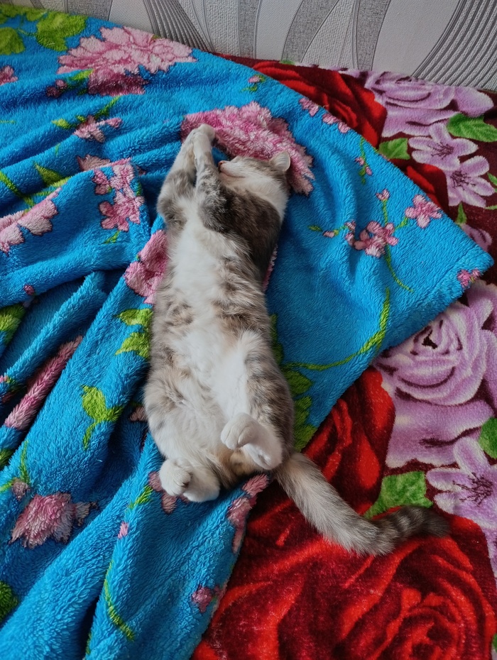 Васёк умеет странные позы для сна выбирать )