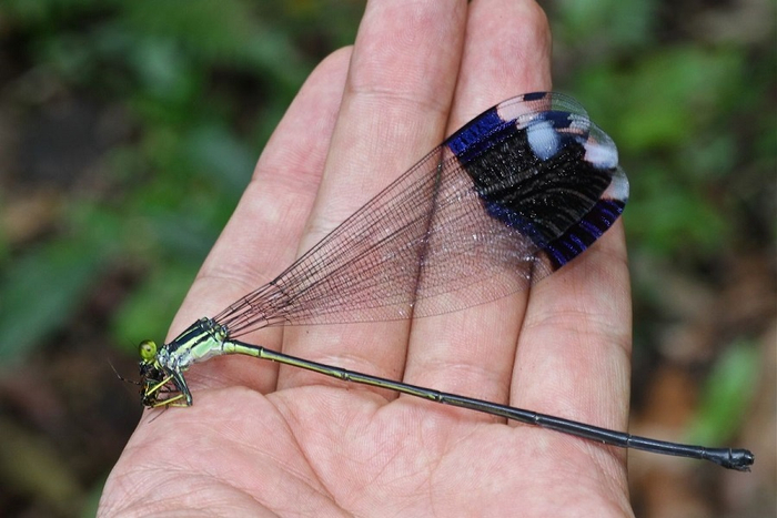  Megaloprepus caerulatus.