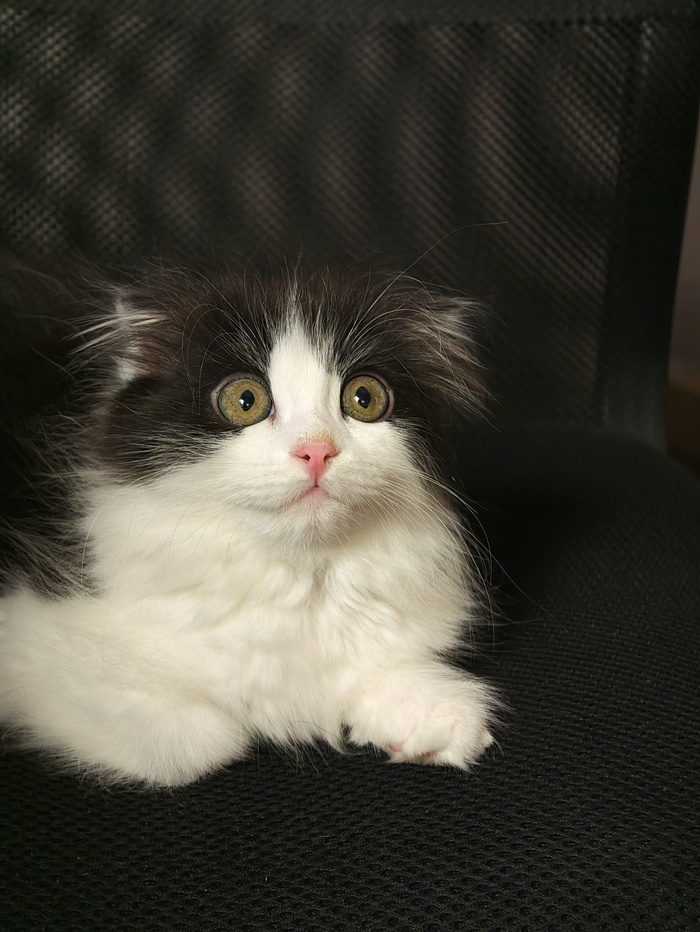 Ответ на пост «"Подтвердите, что вы пикабушник, добавив фото кота"»