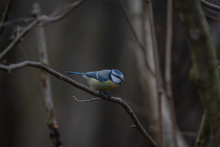Скин на синичку