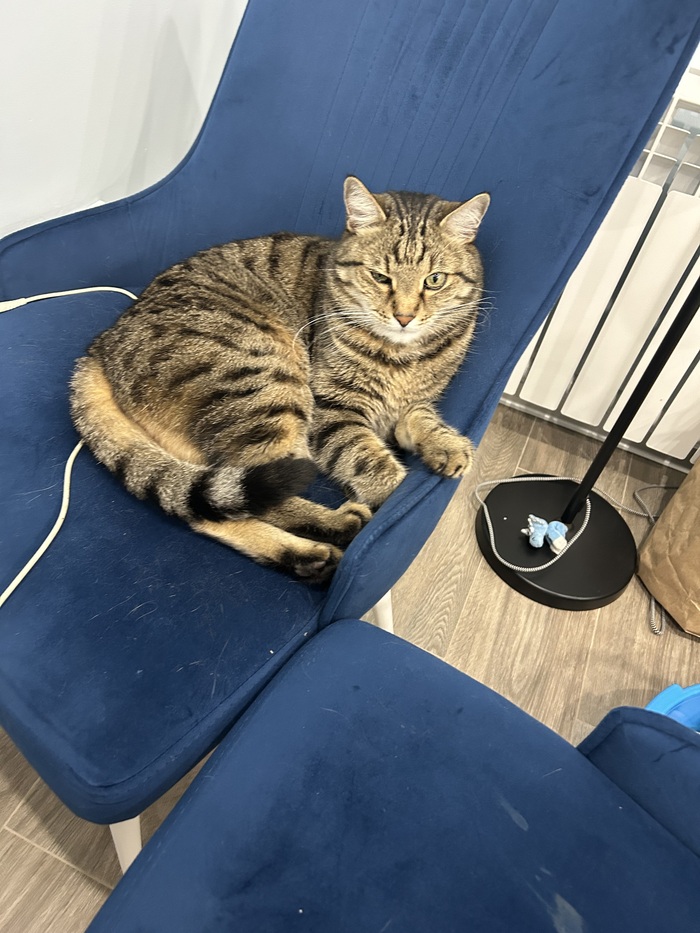    &quot;,   ,   &quot;