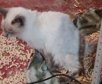 ��� �����