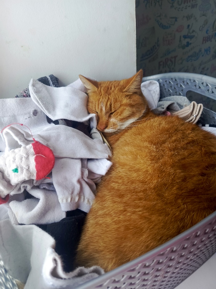 "Подтвердите, что вы пикабушник, добавив фото кота"