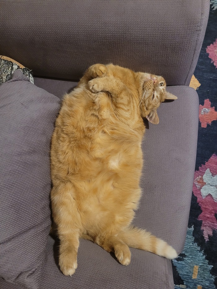 Ответ на пост «"Подтвердите, что вы пикабушник, добавив фото кота"»