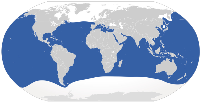     <a href="https://pikabu.ru/story/napadeniya_akul_na_lyudey_mifyi_i_realnost_13451368?u=https%3A%2F%2Fru.wikipedia.org%2Fwiki%2F%25D0%2591%25D0%25B5%25D0%25BB%25D0%25B0%25D1%258F_%25D0%25B0%25D0%25BA%25D1%2583%25D0%25BB%25D0%25B0&t=%5B5%5D&h=85a22e67a67dd8d99777bb257200803793b27301" title="https://ru.wikipedia.org/wiki/%D0%91%D0%B5%D0%BB%D0%B0%D1%8F_%D0%B0%D0%BA%D1%83%D0%BB%D0%B0" target="_blank" rel="nofollow noopener">[5]</a>