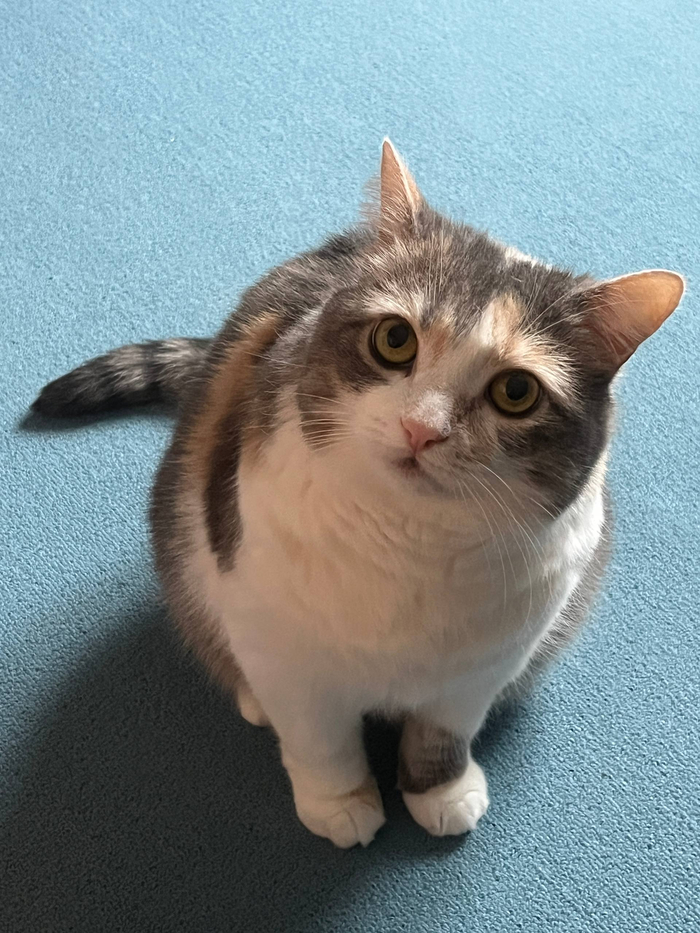    &quot;,   ,   &quot;