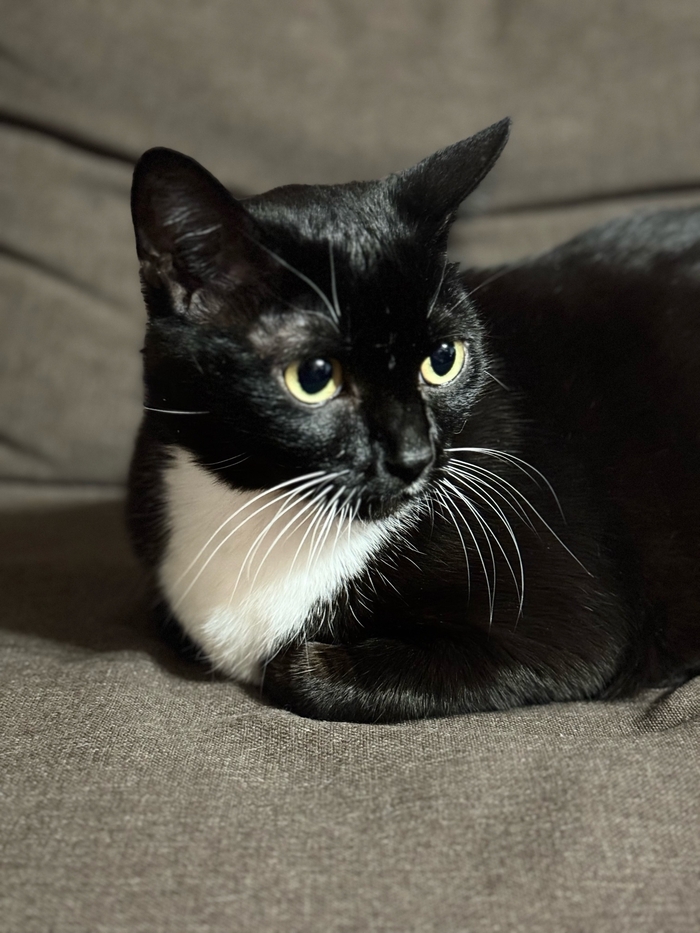 Ответ на пост «"Подтвердите, что вы пикабушник, добавив фото кота"»