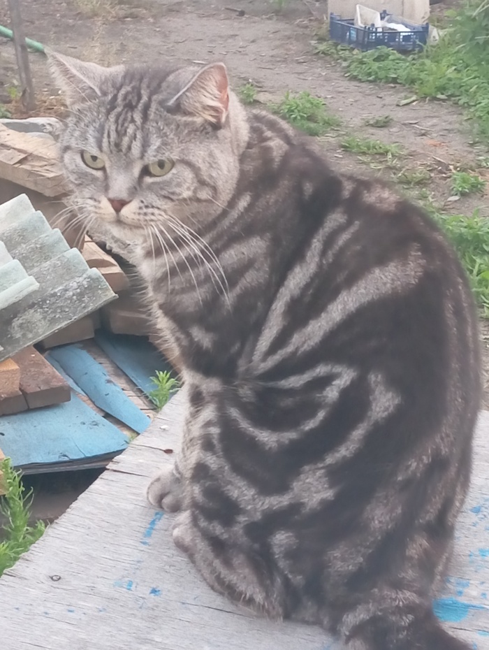 Ответ на пост" Докажите, что вы пикабушник, добавив фото кота"