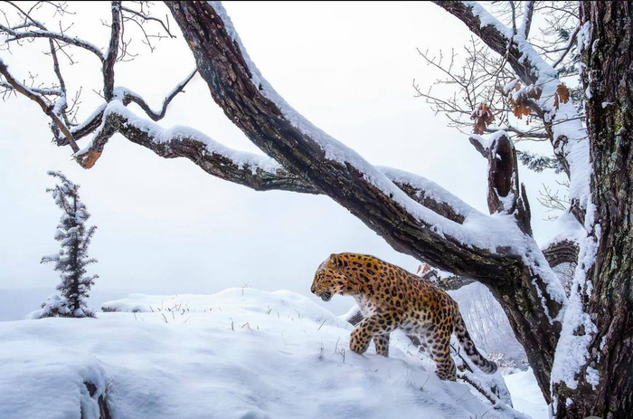  . :  <a href="https://pikabu.ru/story/byistree_byi_zima_zakonchilas_13452471?u=https%3A%2F%2Ft.me%2Famurleo_land%2F7392&t=%D0%BE%D1%82%D1%81%D1%8E%D0%B4%D0%B0&h=b6bf61414964412764cbd1f8d8792afe39b988cf" title="https://t.me/amurleo_land/7392" target="_blank" rel="nofollow noopener">  </a>