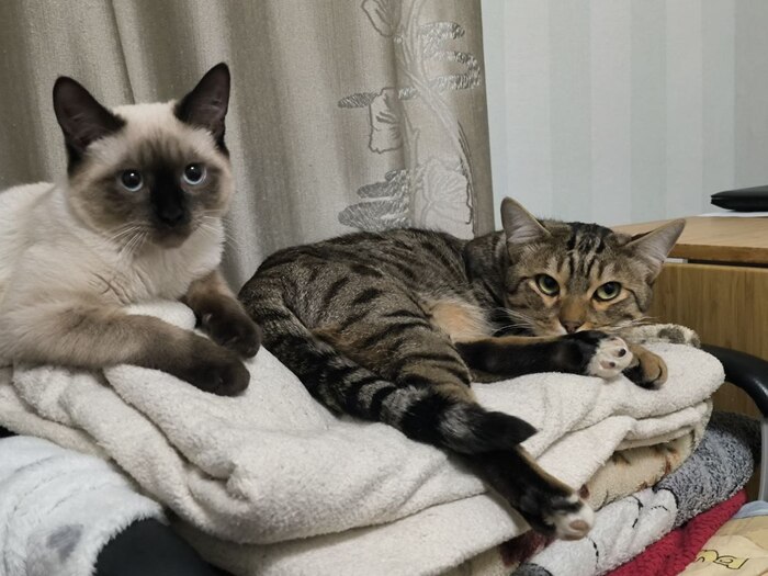    &quot;,   ,   &quot;