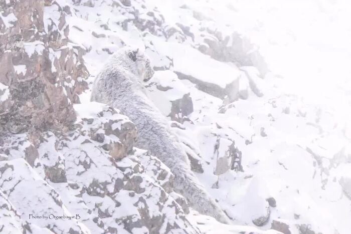 Заснеженный барс