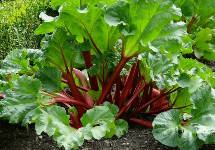 5 явных причин посадить на огороде ревень, вы этого и не знали!