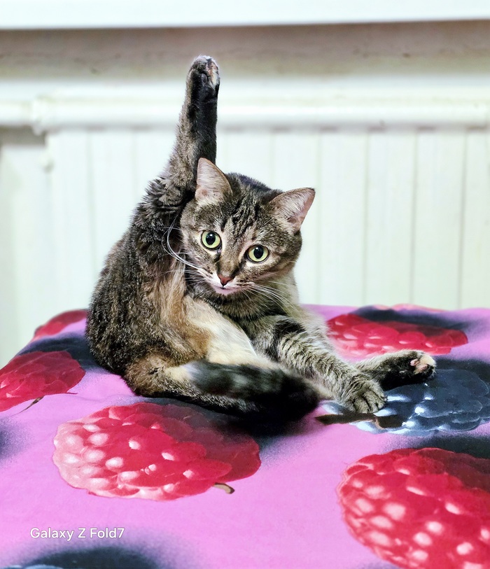 Ответ на пост «"Подтвердите, что Вы пикабушник, фото кота"»