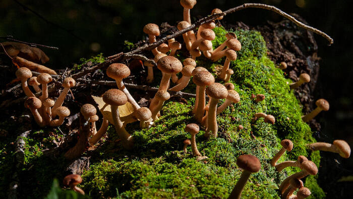 Гриб нашел способ превращать энергию разрушительного излучения в способ выживания