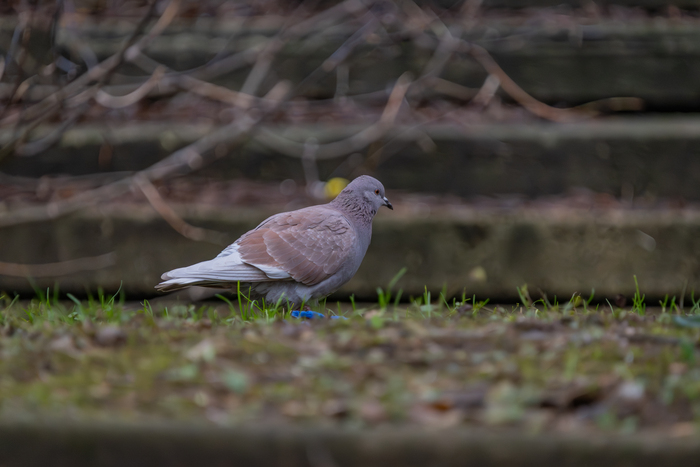 Кофейный голубь