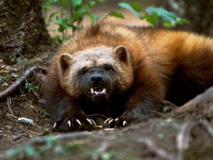 Ой, не того зверя ты разбудил, товарищ фотограф...