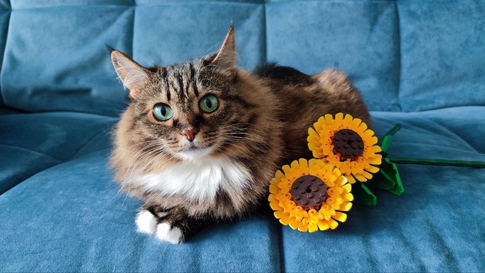 Ответ на пост «"Подтвердите, что Вы пикабушник, фото кота"»