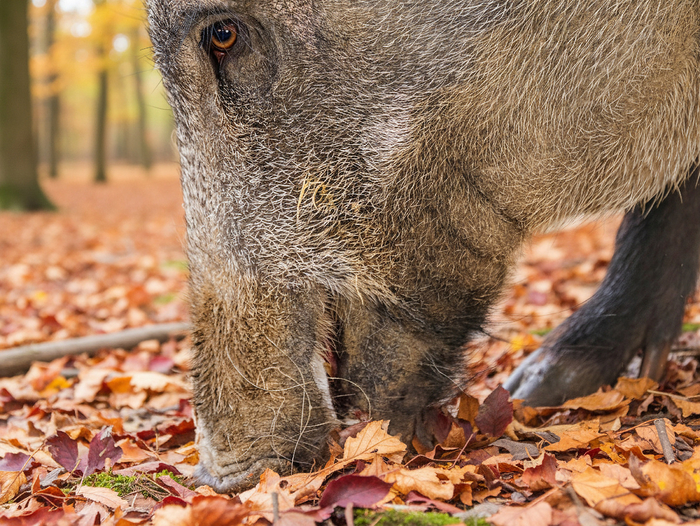      ( )   -   .        .