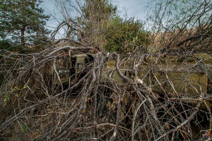Чернобыльское дерево захватило машину.