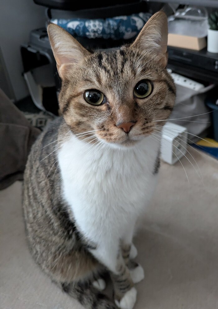 <!--noindex--><a href="https://pikabu.ru/story/vnimatelno_13461874?u=https%3A%2F%2Fx.com%2Fcat_tetoteto%2Fstatus%2F1996039758708162974&t=https%3A%2F%2Fx.com%2Fcat_tetoteto%2Fstatus%2F1996039758708162974&h=42186f13de40f6a7fa6d4518b10c6d87b705ddbd" title="https://x.com/cat_tetoteto/status/1996039758708162974" target="_blank" rel="nofollow noopener">https://x.com/cat_tetoteto/status/1996039758708162974</a><!--/noindex-->