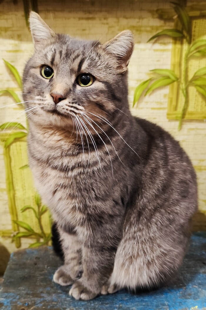 Ответ на пост «"Подтвердите, что Вы пикабушник, фото кота"»