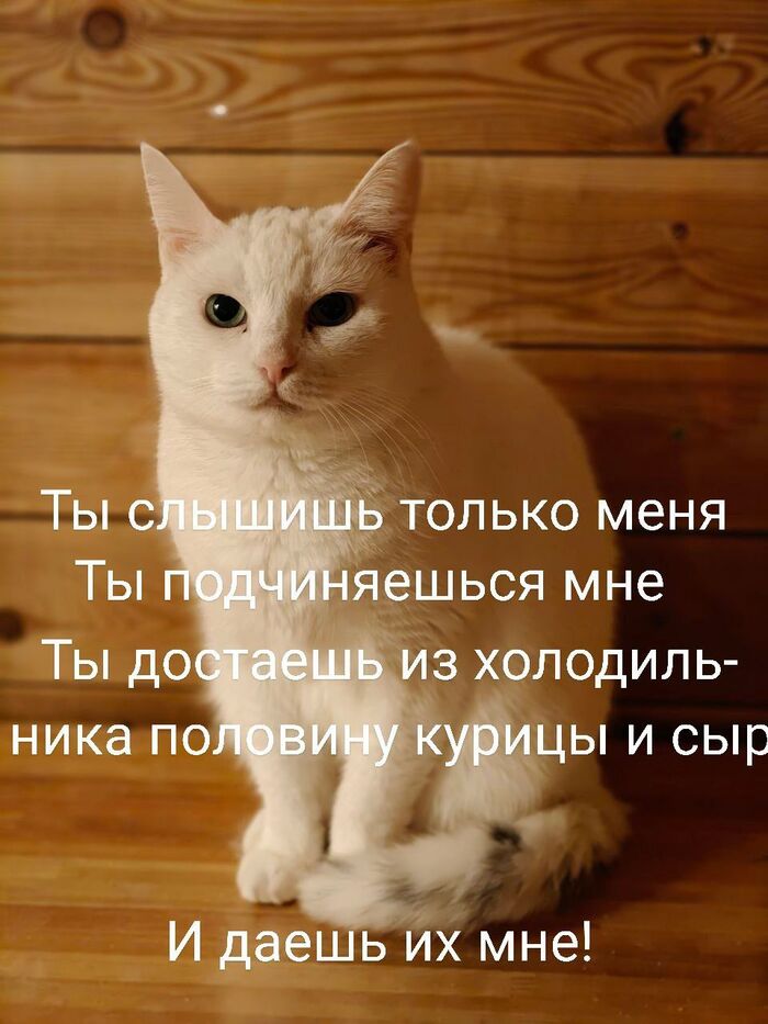  <!--noindex--><a href="https://pikabu.ru/story/belaya_kisa_vse_eshchyo_ne_mozhet_nasyititsya_13477002?u=https%3A%2F%2Ft.me%2Firescue%2F84103&t=https%3A%2F%2Ft.me%2Firescue%2F84103&h=dd86ec0408bca4cfaebea9716006905ef11937a1" title="https://t.me/irescue/84103" target="_blank" rel="nofollow noopener">https://t.me/irescue/84103</a><!--/noindex-->