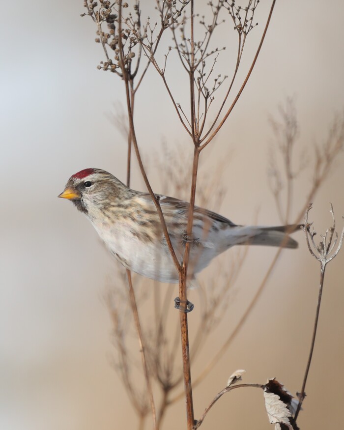 Чечётка. Как всегда, большие стаи объедают недоеденные щеглами семена трав