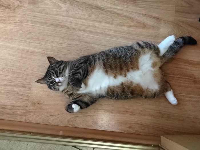 Ответ на пост «"Подтвердите, что вы пикабушник, добавив фото кота"»