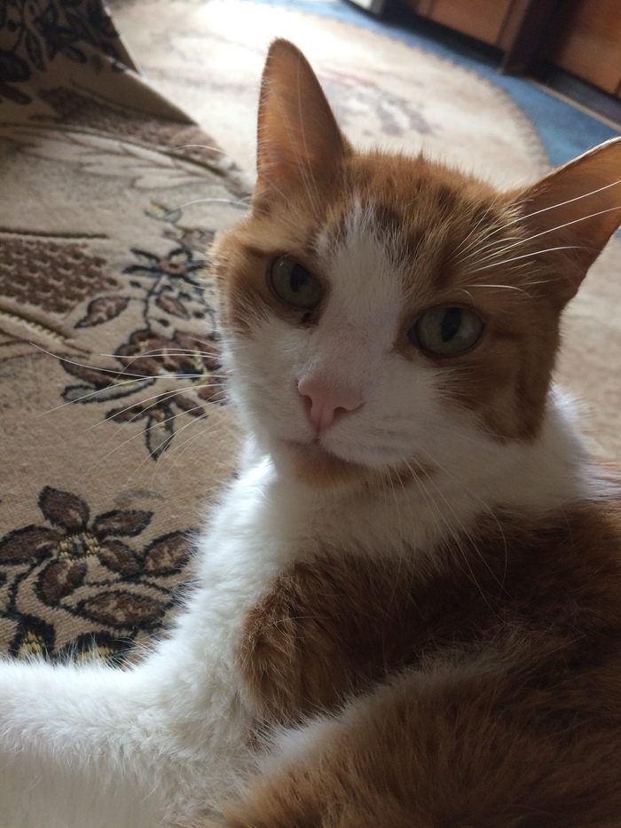 Просто кот Шрек